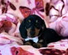 Dachshund (Miniature Smooth Haired)
