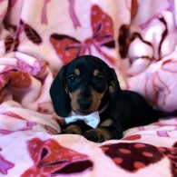 Dachshund (Miniature Smooth Haired)
