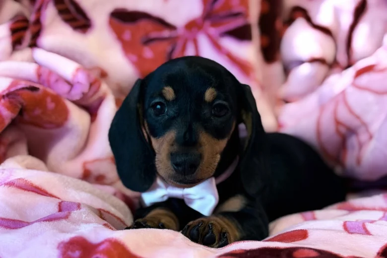 Dachshund (Miniature Smooth Haired)