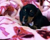 Dachshund (Miniature Smooth Haired)
