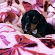 Dachshund (Miniature Smooth Haired)