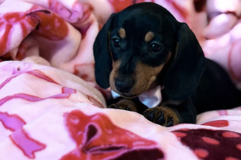 Dachshund (Miniature Smooth Haired)