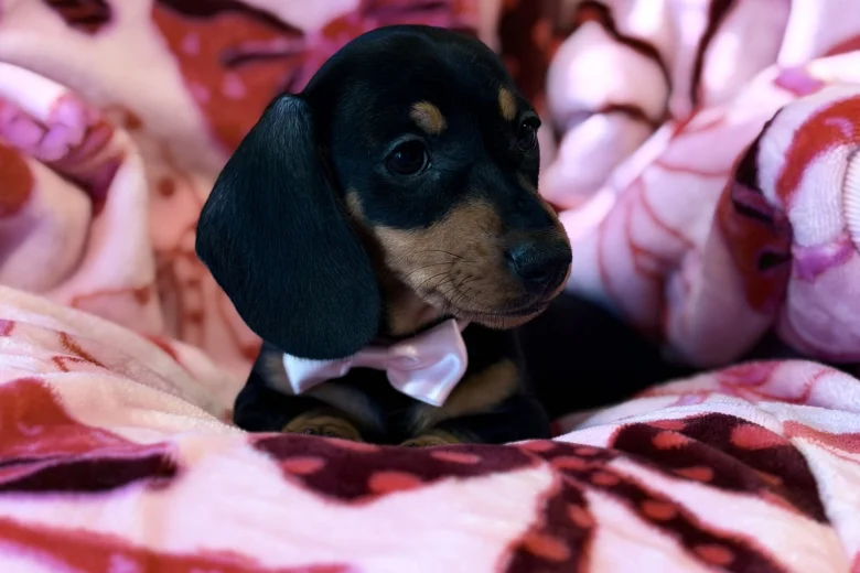 Dachshund (Miniature Smooth Haired)