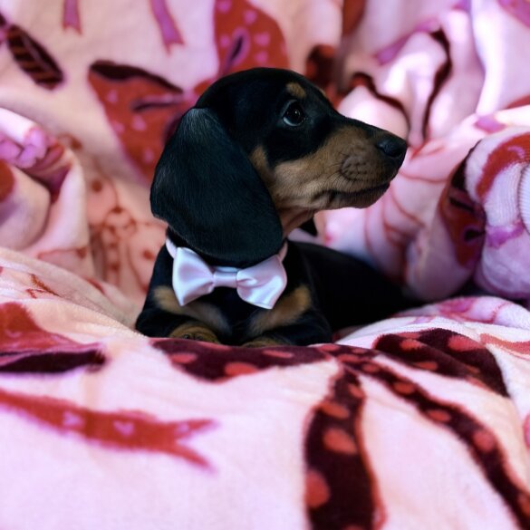 Dachshund (Miniature Smooth Haired)