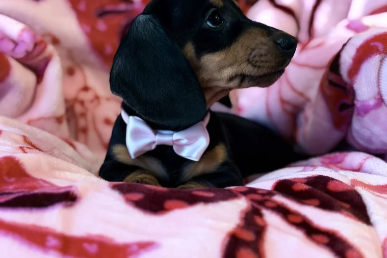 Dachshund (Miniature Smooth Haired)