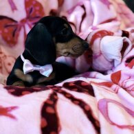 Dachshund (Miniature Smooth Haired)