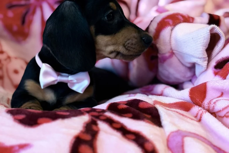 Dachshund (Miniature Smooth Haired)