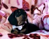 Dachshund (Miniature Smooth Haired)