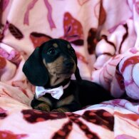 Dachshund (Miniature Smooth Haired)