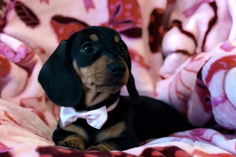 Dachshund (Miniature Smooth Haired)