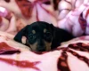 Dachshund (Miniature Smooth Haired)