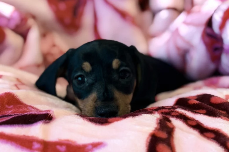 Dachshund (Miniature Smooth Haired)