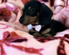 Dachshund (Miniature Smooth Haired)