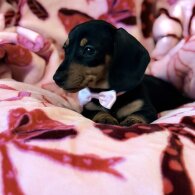 Dachshund (Miniature Smooth Haired)