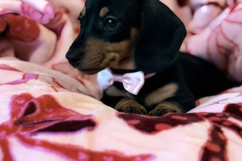 Dachshund (Miniature Smooth Haired)