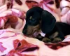 Dachshund (Miniature Smooth Haired)