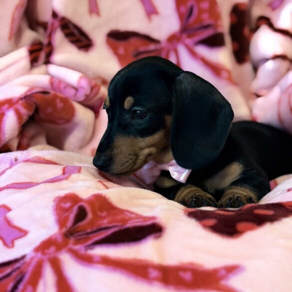 Dachshund (Miniature Smooth Haired)