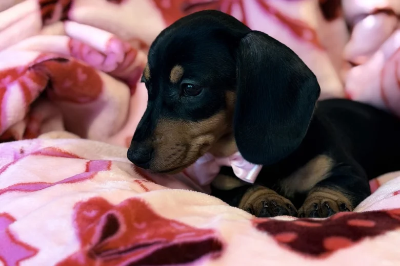 Dachshund (Miniature Smooth Haired)
