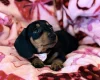 Dachshund (Miniature Smooth Haired)