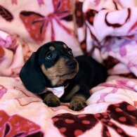 Dachshund (Miniature Smooth Haired)