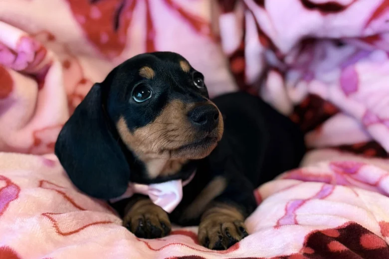 Dachshund (Miniature Smooth Haired)