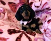 Dachshund (Miniature Smooth Haired)