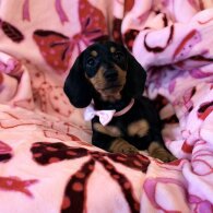 Dachshund (Miniature Smooth Haired)