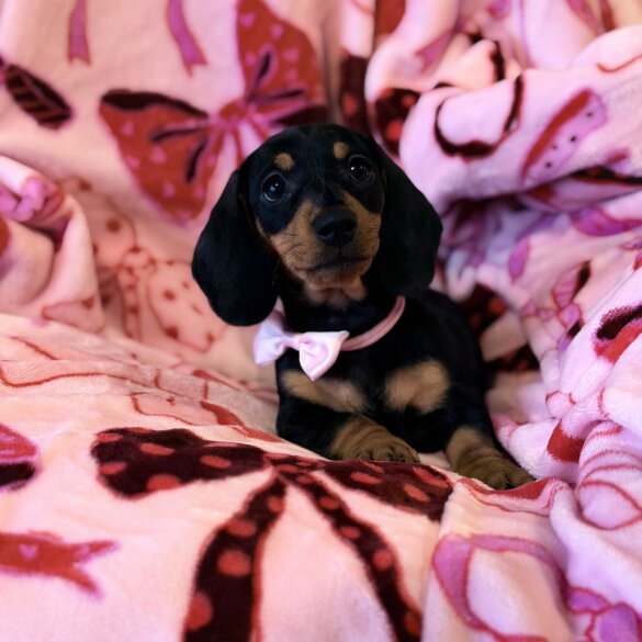 Dachshund (Miniature Smooth Haired)