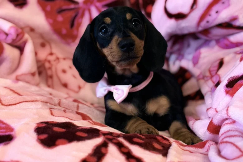 Dachshund (Miniature Smooth Haired)
