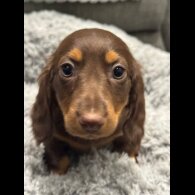 Dachshund (Miniature Smooth Haired)