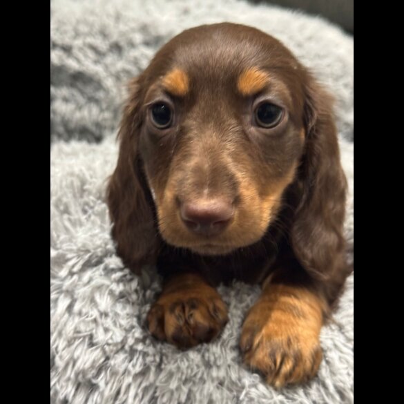 Dachshund (Miniature Smooth Haired)