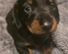 Dachshund (Miniature Smooth Haired)