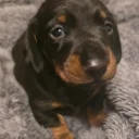 Dachshund (Miniature Smooth Haired)