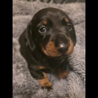Dachshund (Miniature Smooth Haired)
