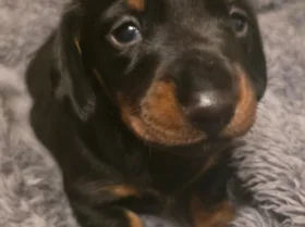 Dachshund (Miniature Smooth Haired)