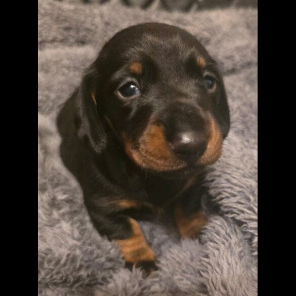 Dachshund (Miniature Smooth Haired)