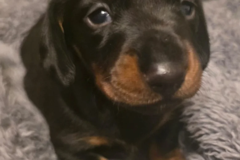 Dachshund (Miniature Smooth Haired)