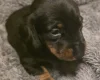 Dachshund (Miniature Smooth Haired)
