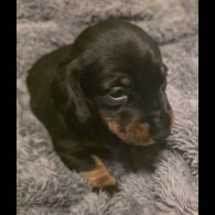 Dachshund (Miniature Smooth Haired)