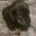 Dachshund (Miniature Smooth Haired)