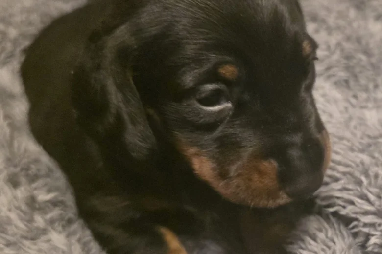 Dachshund (Miniature Smooth Haired)