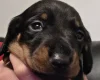 Dachshund (Miniature Smooth Haired)