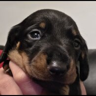Dachshund (Miniature Smooth Haired)
