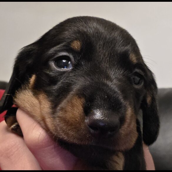 Dachshund (Miniature Smooth Haired)