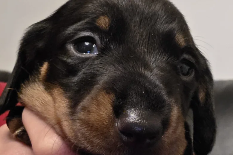 Dachshund (Miniature Smooth Haired)