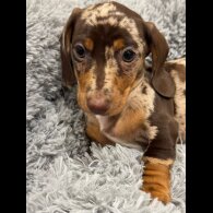 Dachshund (Miniature Smooth Haired)
