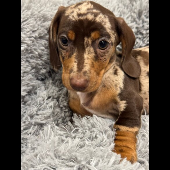 Dachshund (Miniature Smooth Haired)