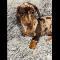 Dachshund (Miniature Smooth Haired)