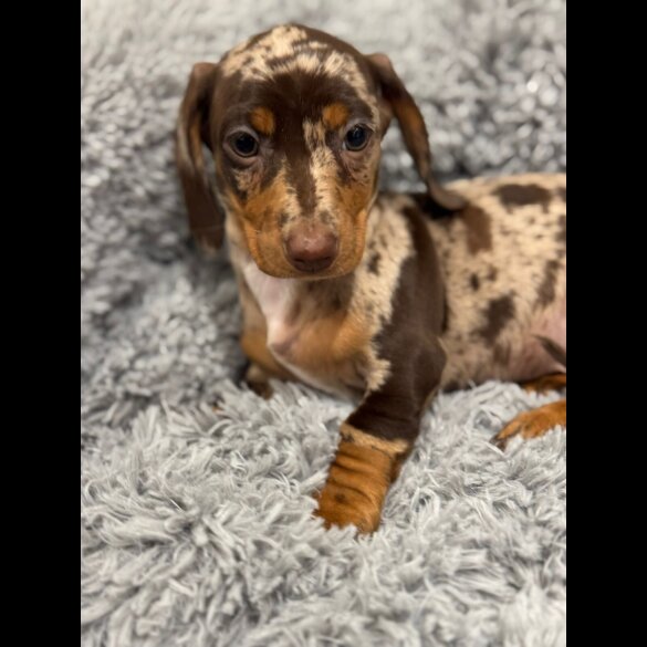 Dachshund (Miniature Smooth Haired)