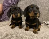 Dachshund (Miniature Smooth Haired)